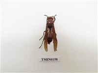 藏品(蜂)的圖片